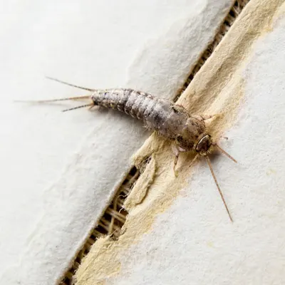 Silverfish exterminator near me in 